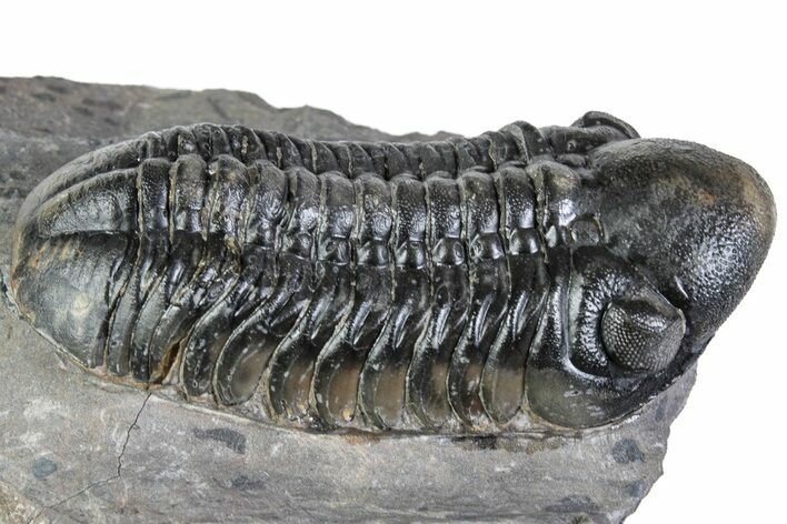 Detailed Reedops Trilobite - Atchana, Morocco #312814